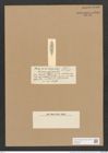 Stauroneis pygmaea Castr. (de-Toni-Nr.: Genus 6, Species 931) Zeichnungen Sammlung Grunow Nr. 1789 (NHMW-BOT-W0368692)
